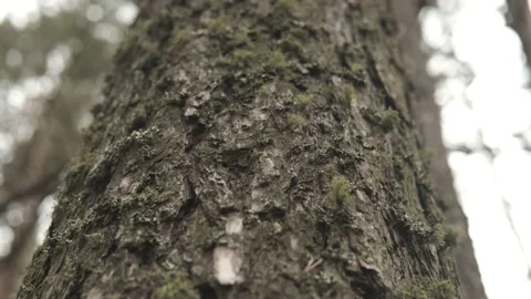 Bark of a tree in the forest, the movement of looking down, close-up Stock Footage 141967358