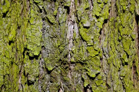 Bark of a tree in the forest Stock Photos