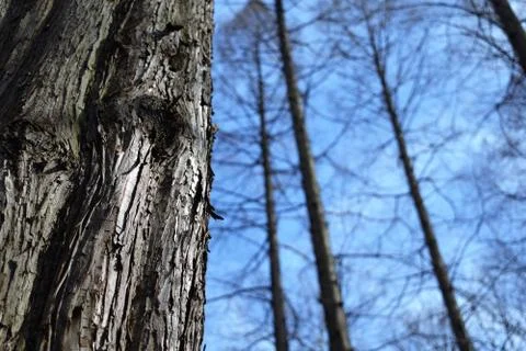 Bark of a tree in a forest Stock Photos
