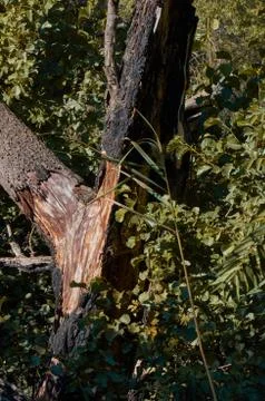 The bark of a tree in a forest setting surrounded by vegetation 스톡 사진