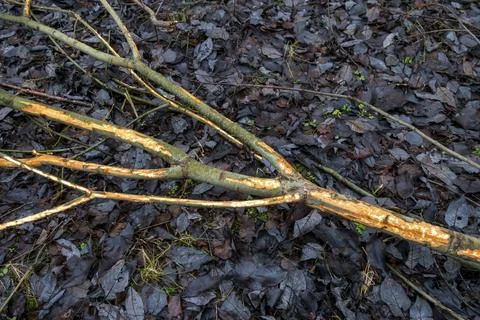 The bark of a tree gnawed by wild animals. Stockfoto's