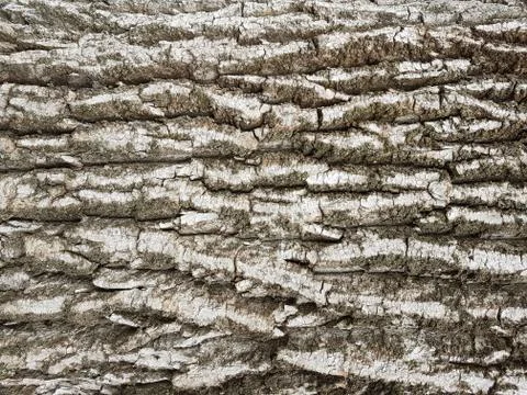 Bark of a tree of gray shades. Texture for design and decoration. Natural rel Stock Photos