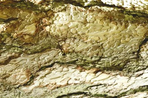 Bark of tree. great texture for your design Stock Photos