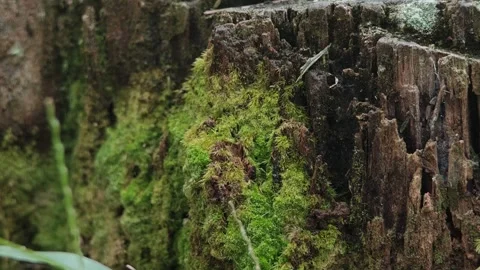 Bark tree with green moss composition. Stock Footage 304406453