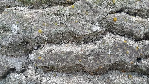 The bark of the tree has branched patterns, the tree is covered with small funga Stock Photos