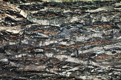 Bark of a tree of heterogeneous texture, volume texture of gray color with de Foto stock