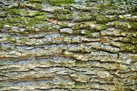 Bark of a tree of heterogeneous texture, volume texture of gray color with de Stock Photos
