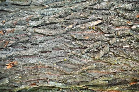 Bark of a tree of heterogeneous texture, volume texture of gray color with de Stock Photos
