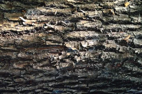 Bark of a tree of heterogeneous texture, volume texture of gray color with de Stock Photos