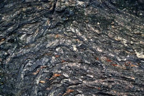 Bark of a tree of heterogeneous texture, volume texture of gray color with de Stock Photos
