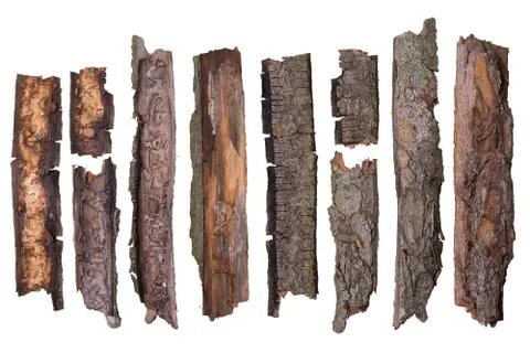 Bark tree isolated on white background Stock Photos