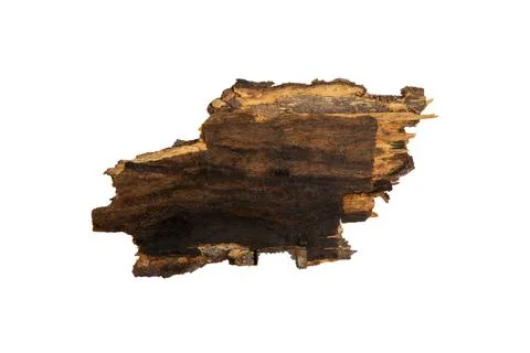 The bark of the tree is isolated on a white background. wooden texture Stock Photos