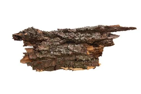 The bark of the tree is isolated on a white background. wooden texture Stock Photos