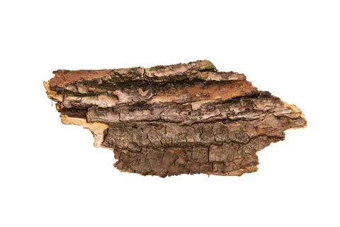 The bark of the tree is isolated on a white background. wooden texture Stock Photos