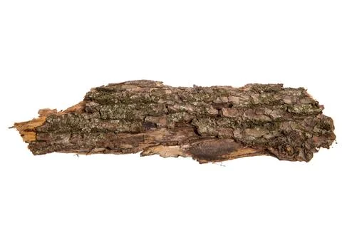 The bark of the tree is isolated on a white background. wooden texture Stock Photos