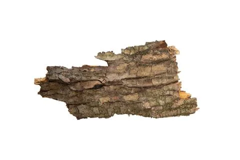 The bark of the tree is isolated on a white background. wooden texture Stock Photos