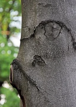 On the bark of the tree, the knots form ovals that look like eyes and nose, s Stock Photos