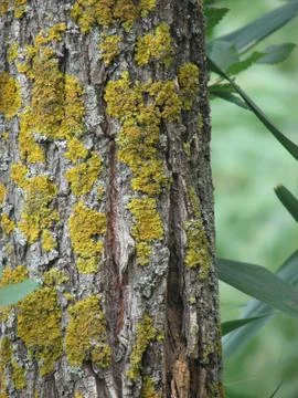 Bark of tree with lichen  Stock Photos