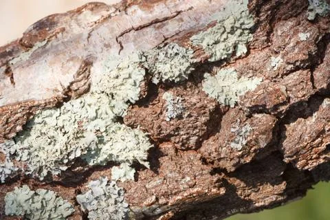 Bark of a tree with lichen Stock Photos