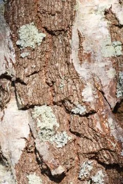 Bark of a tree with lichen Stock Photos