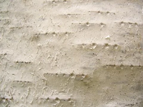 The bark of the tree. Macro Stock Photos