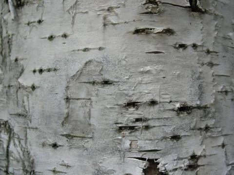 The bark of the tree. macro Stock Photos