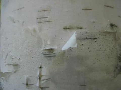 The bark of the tree. macro Stock Photos