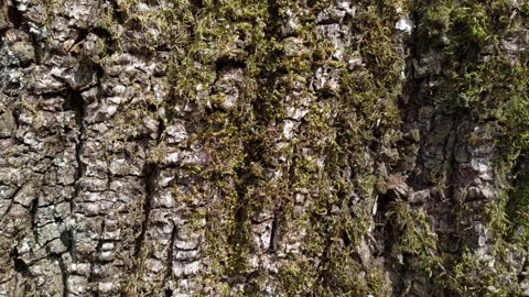 Bark of a tree with moss and lichen - trunk with rough natural texture close Stock Footage 232960460