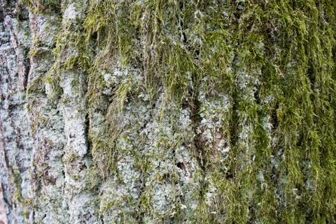 Bark tree with moss background Stock Photos