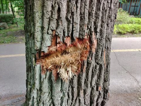 The bark of a tree in the park was torn off due to a shell hit as a result Stock Photos