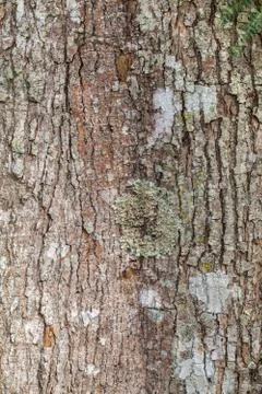 Bark of tree Stock Photos