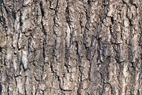 Bark of the tree. Stock Photos