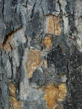 Bark of tree Stock Photos