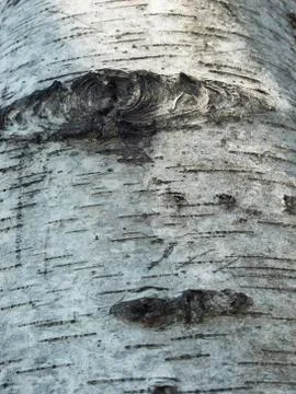 Bark of tree Stock Photos