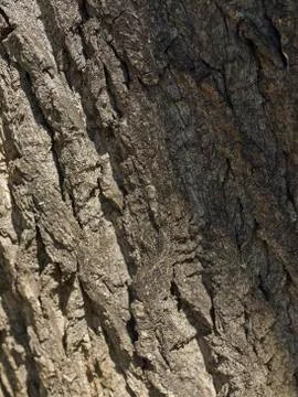 Bark of tree Stock Photos