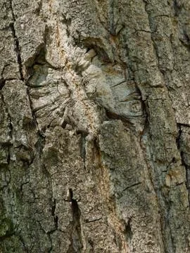 Bark of tree Stock Photos
