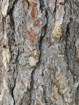 Bark of tree Stock Photos