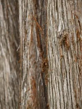Bark of tree Stock Photos