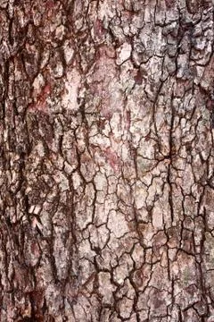 Bark tree Stock Photos