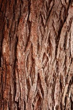 Bark tree Stock Photos