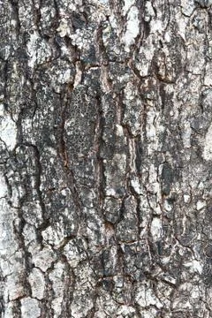 Bark tree Stock Photos