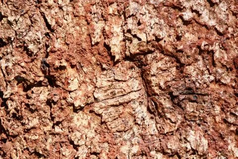 Bark tree Stock Photos