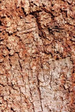 Bark tree Stock Photos