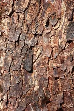 Bark tree Stock Photos