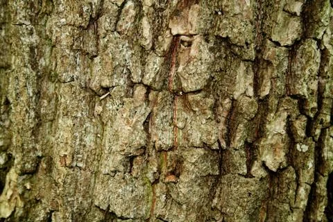 The bark of the tree Stock Photos