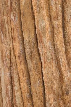Bark of  tree Stock Photos
