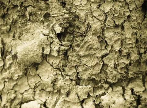 Bark Tree Stock Photos