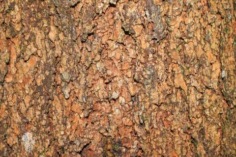 Bark Tree Foto stock