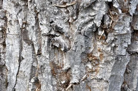 Bark of tree Stock Photos