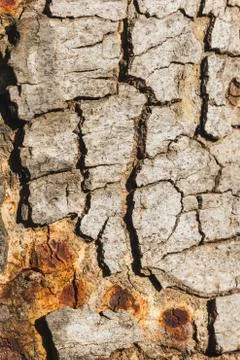 The bark of the tree Stock Photos